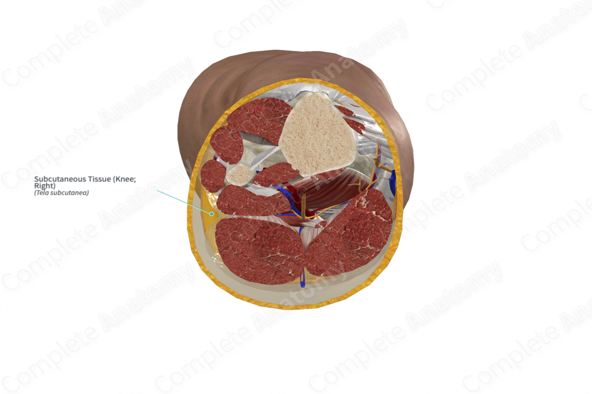 Subcutaneous Tissue (Knee; Left)