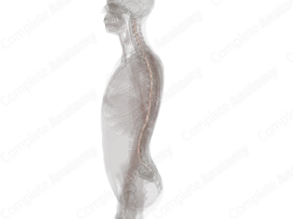 Spinal Arachnoid