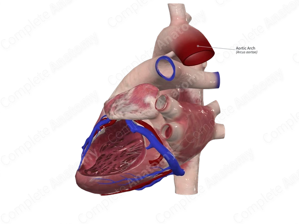 Aortic Arch