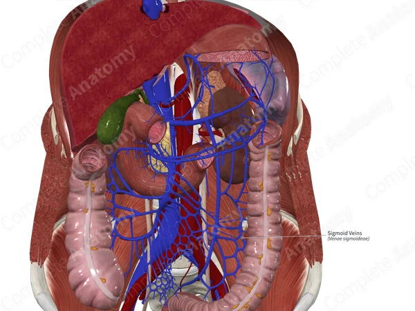Sigmoid Veins