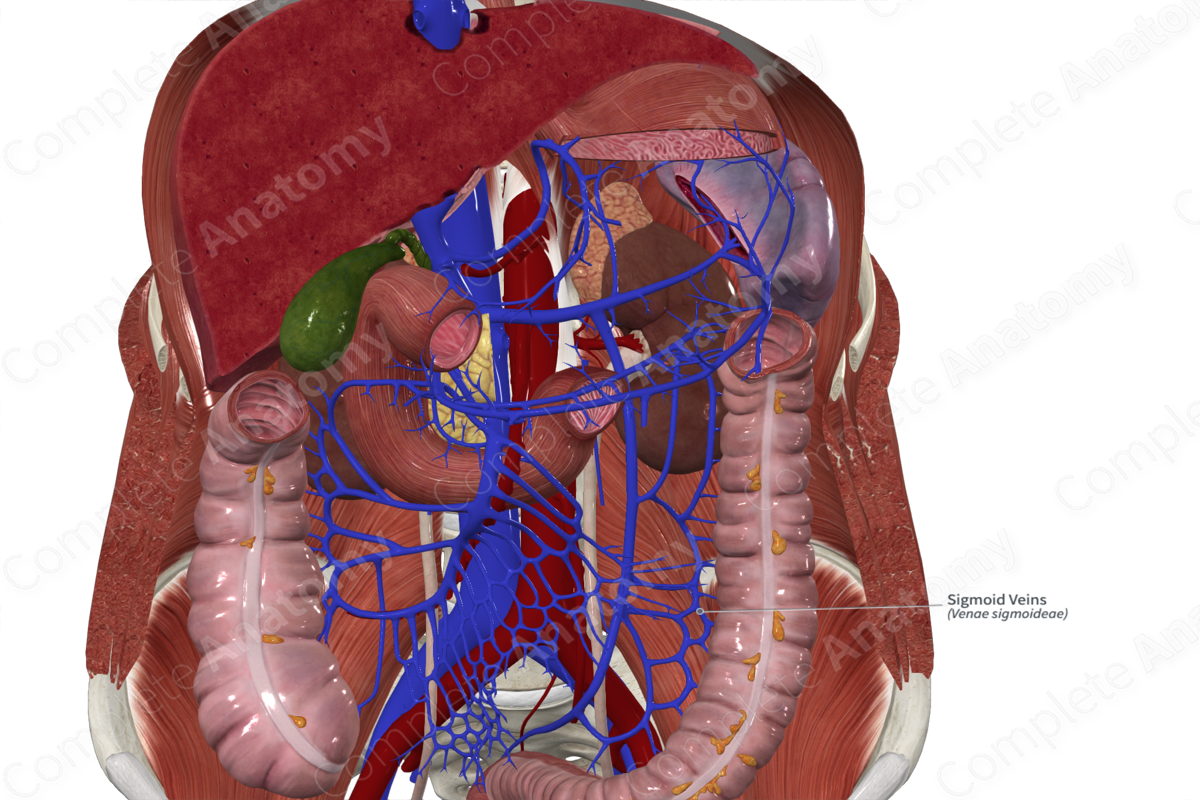 Sigmoid Veins