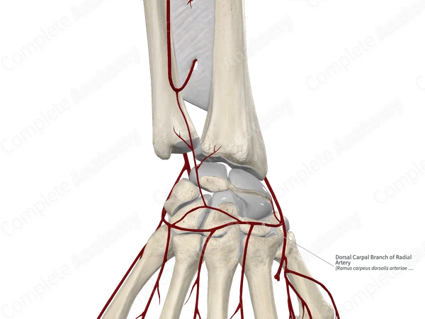Dorsal Carpal Branch of Radial Artery