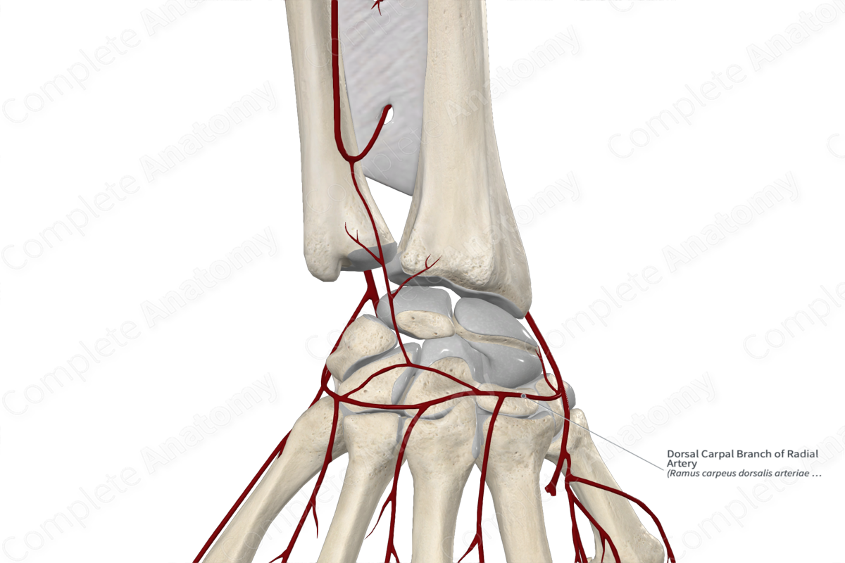 Dorsal Carpal Branch of Radial Artery 