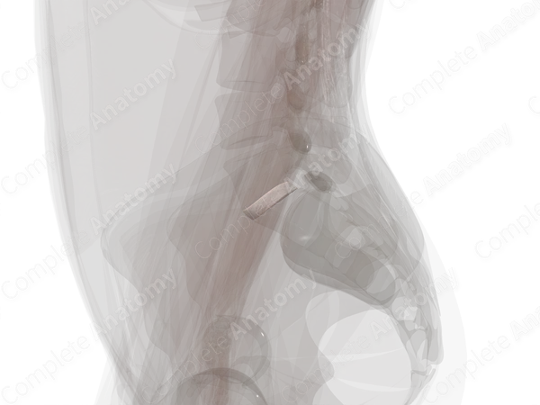 Intervertebral Symphysis (L5-S1)