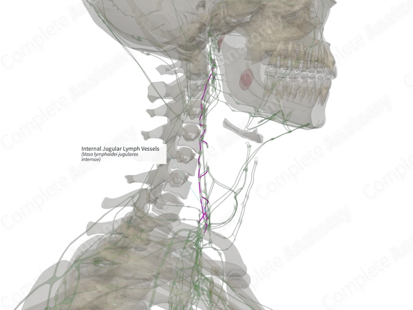 Internal Jugular Lymph Vessels (Left)