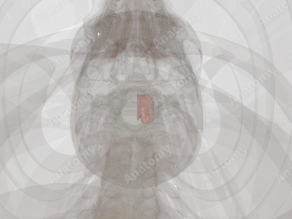 Thalamus (Left)