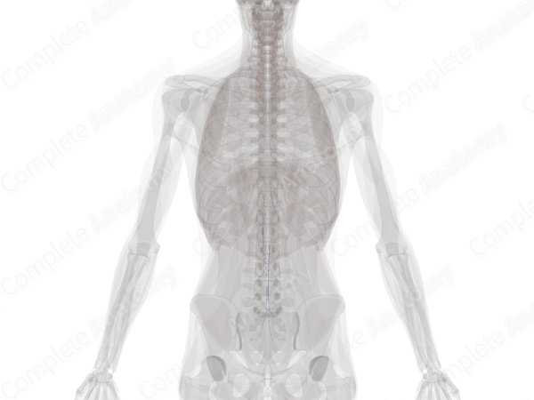 Anterior Segmental Medullary Veins
