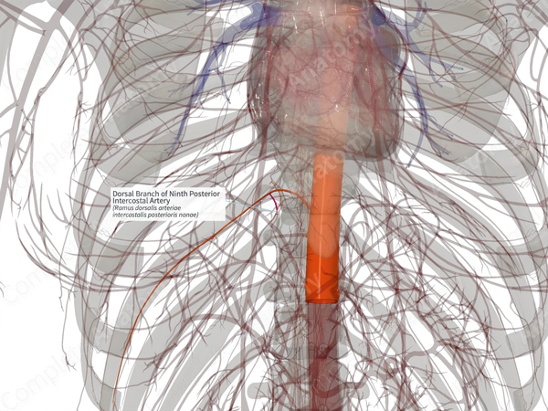 Dorsal Branch of Ninth Posterior Intercostal Artery (Right)