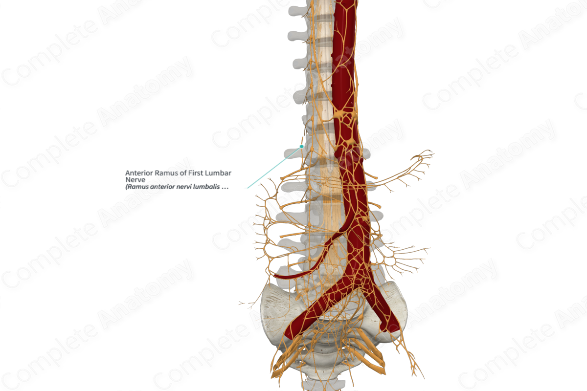 Anterior Ramus of First Lumbar Nerve 