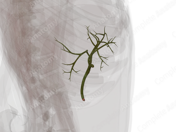 Extrahepatic Bile Ducts