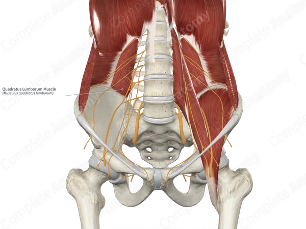 Quadratus Lumborum Muscle Anatomy Function Pathology Muscles Lower