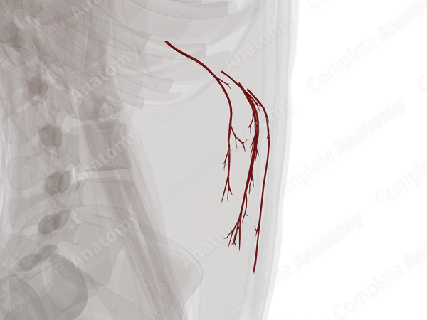 Arteries of Greater Omentum