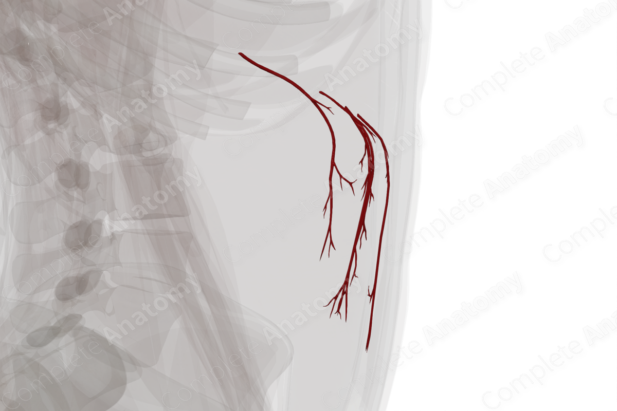 Arteries of Greater Omentum