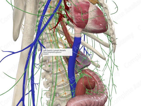 Left Gastric Lymph Vessels