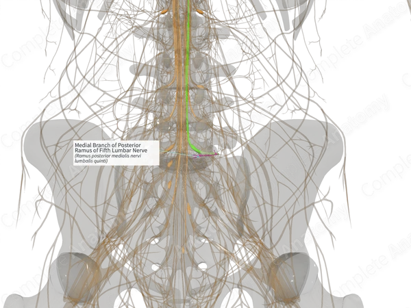 Medial Branch of Posterior Ramus of Fifth Lumbar Nerve (Right)