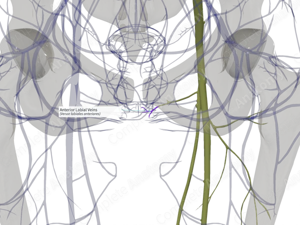 Anterior Labial Veins (Left)