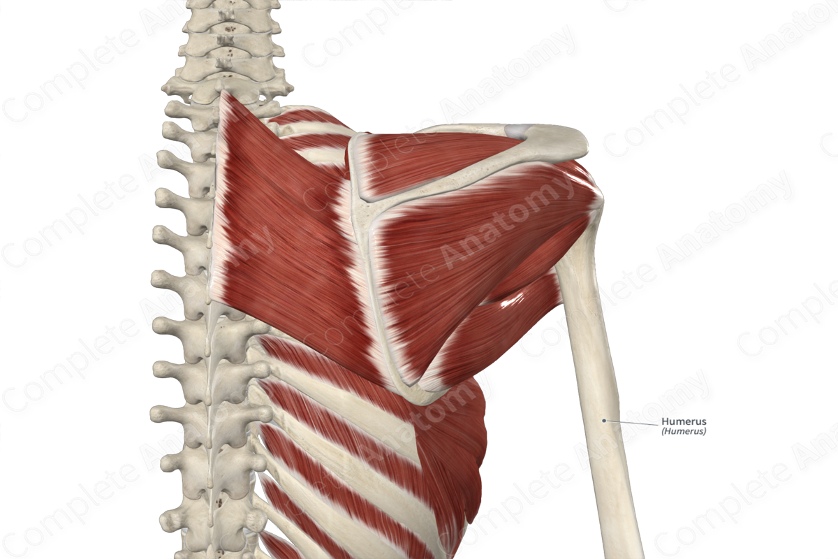 Humerus  Complete Anatomy
