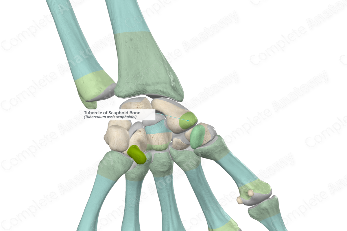 Tubercle of Scaphoid Bone | Complete Anatomy