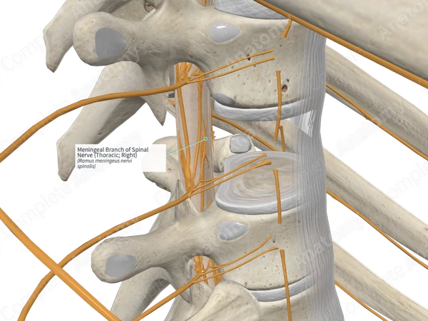Meningeal Branch of Spinal Nerve (Thoracic; Right)
