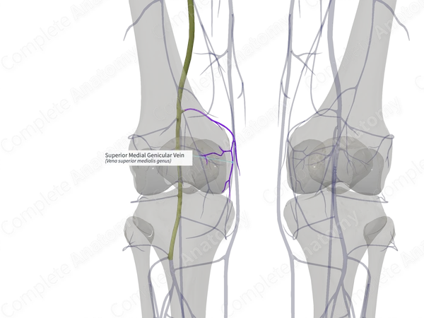 Superior Medial Genicular Vein (Right)