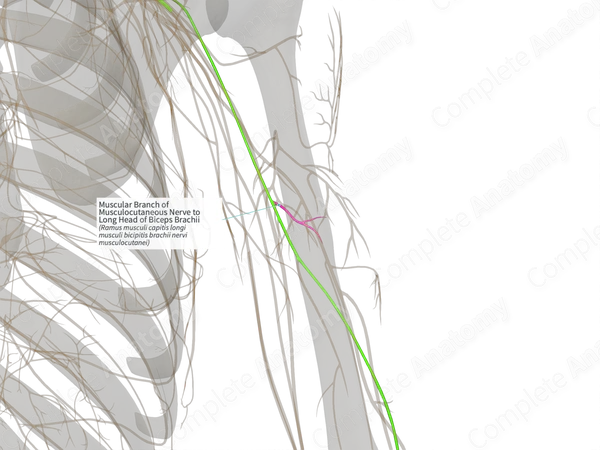 Muscular Branch of Musculocutaneous Nerve to Long Head of Biceps Brachii (Left)