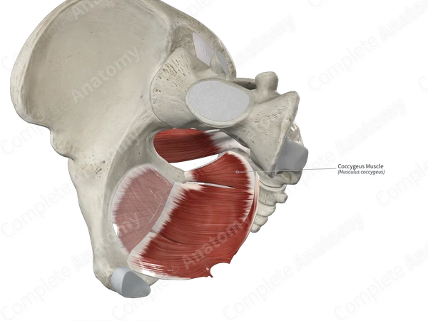 Coccygeus Muscle