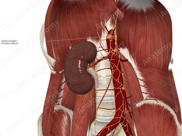 Celiac Ganglia