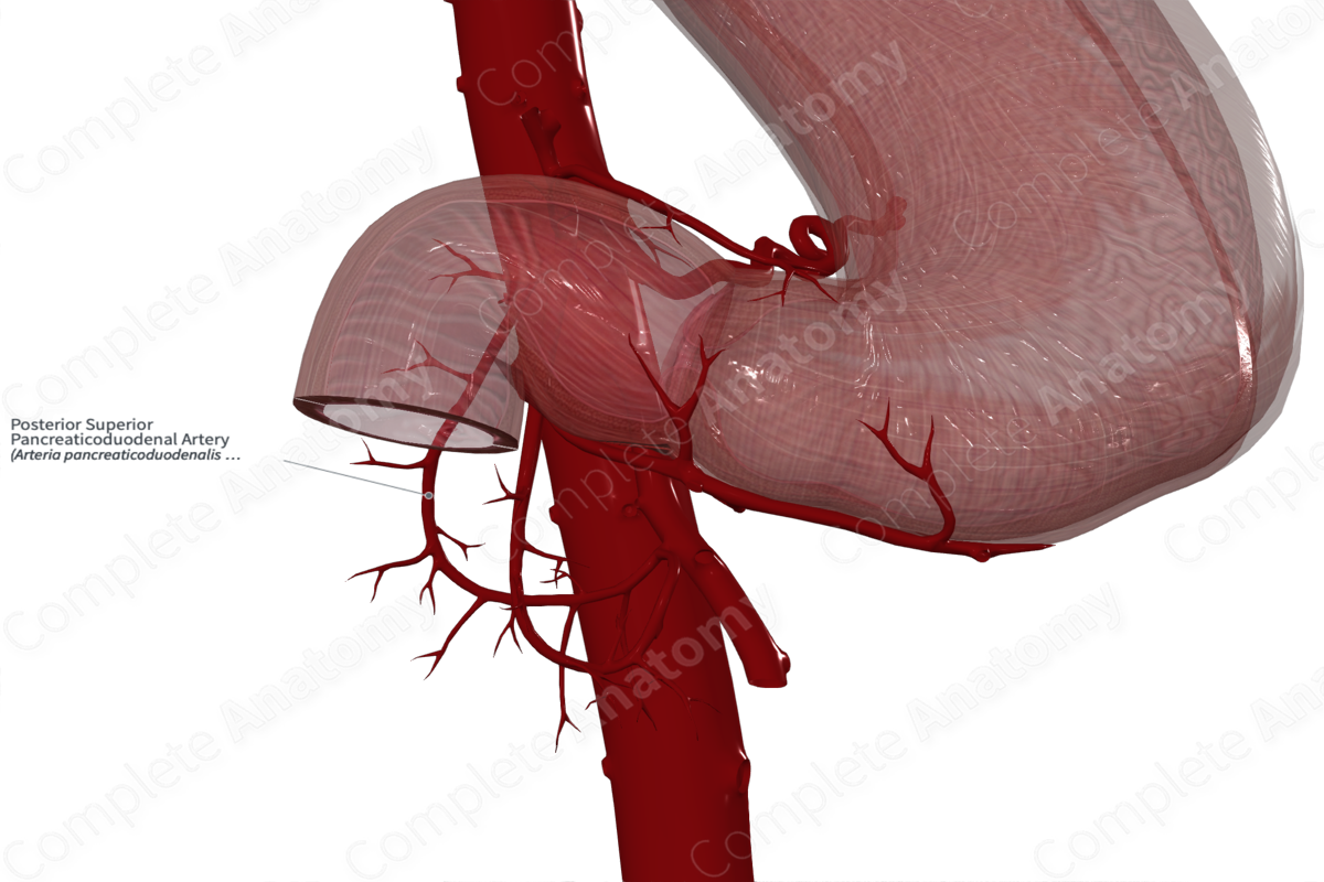 Posterior Superior Pancreaticoduodenal Artery