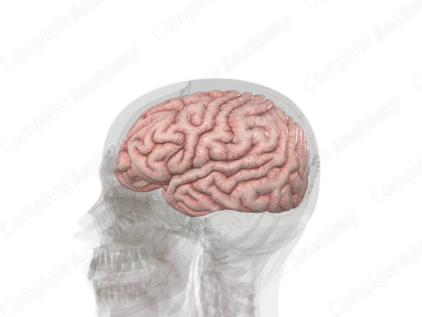 Cerebrum (Left)
