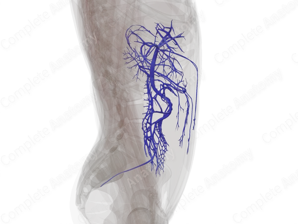 Hepatic Portal Circulation