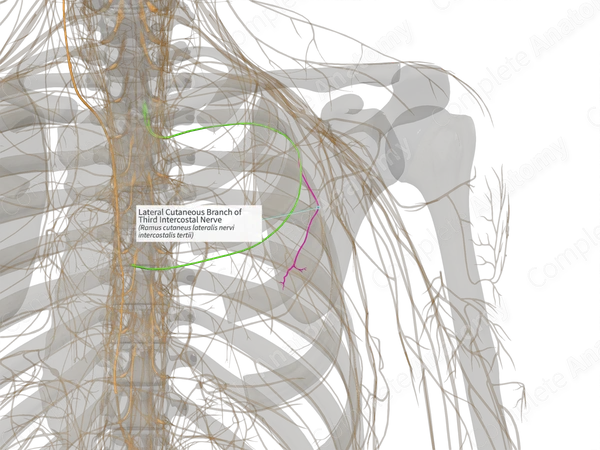 Lateral Cutaneous Branch of Third Intercostal Nerve (Left)