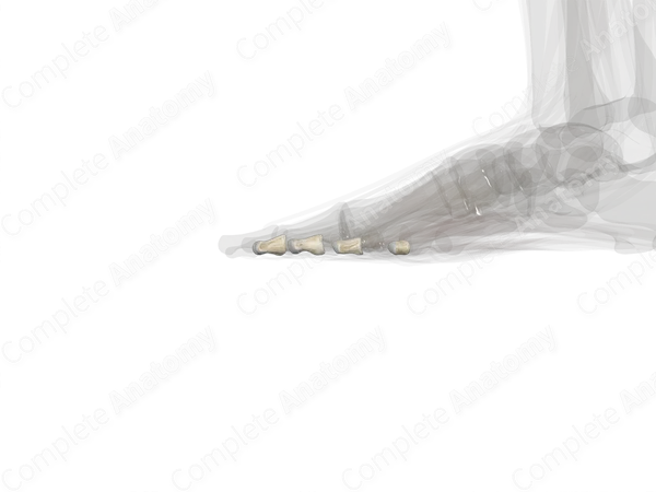 Middle Phalanges of Foot (Left)