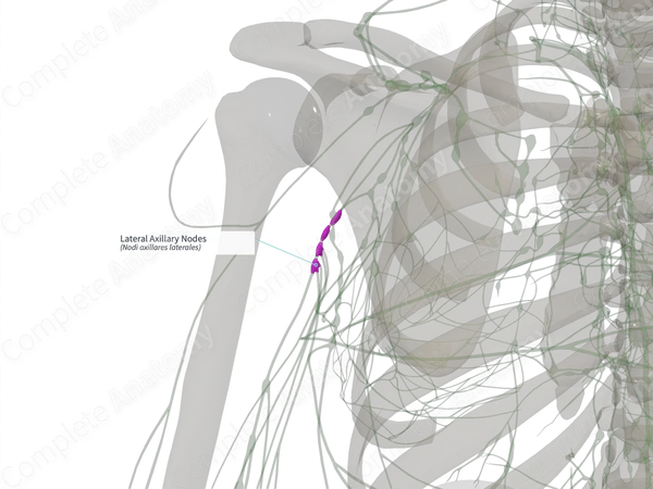 Lateral Axillary Nodes (Left)