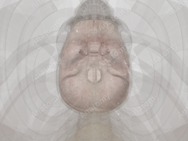 Cranial Dura