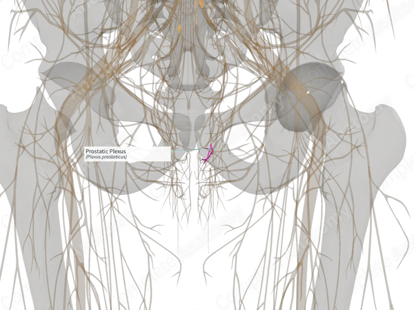 Prostatic Plexus (Left)