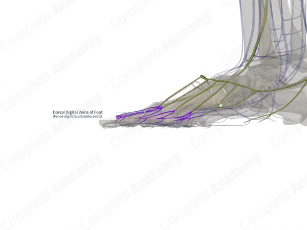Dorsal Digital Veins of Foot (Left)