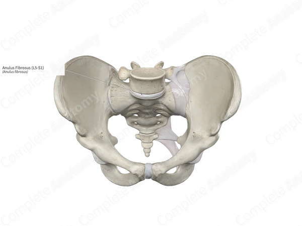 Anulus Fibrosus (L5-S1)