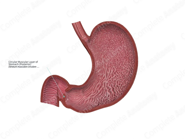 Circular Muscular Layer of Stomach (Posterior)