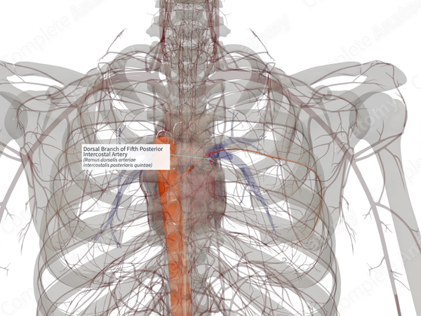 Dorsal Branch of Fifth Posterior Intercostal Artery (Left)