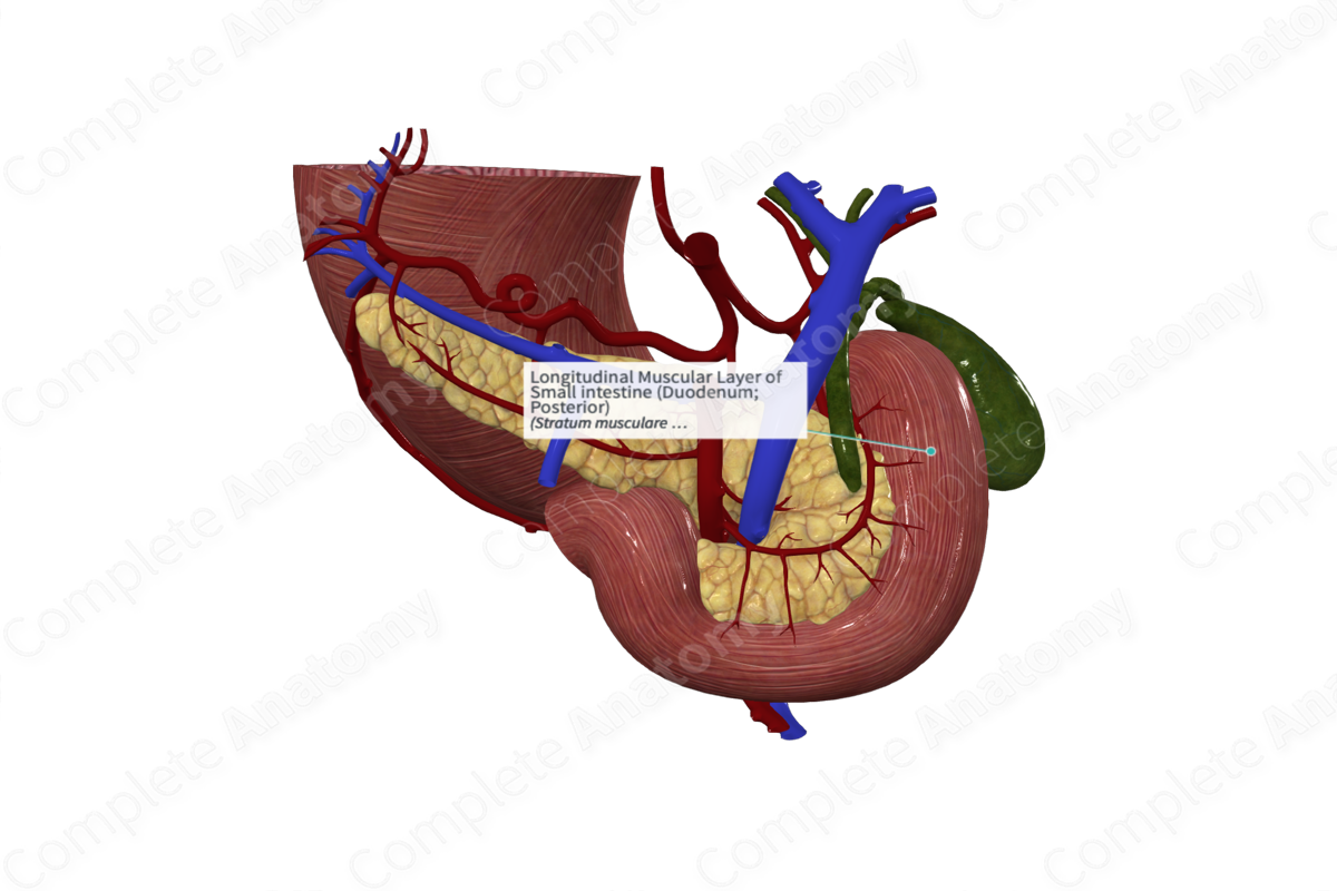Longitudinal Muscular Layer of Small intestine (Duodenum; Posterior)