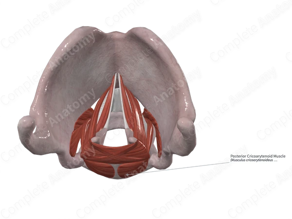 Posterior Cricoarytenoid Muscle | Complete Anatomy