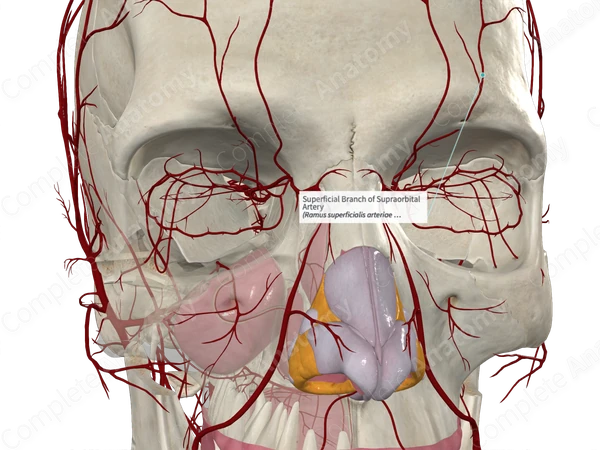 Superficial Branch of Supraorbital Artery 