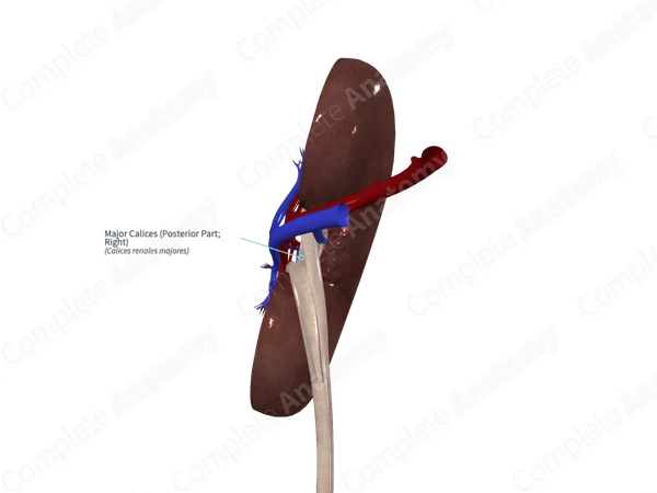 Major Calices (Posterior Part; Right)