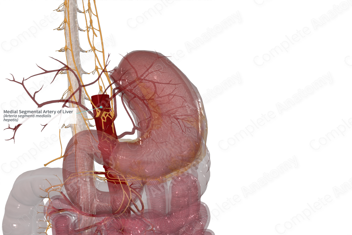 Medial Segmental Artery of Liver