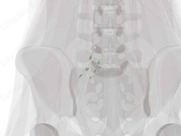 Common Iliac Nodes (Left)