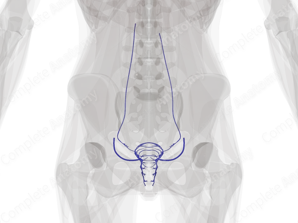 Veins of Female Internal Genitalia