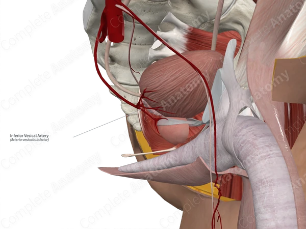 Inferior Vesical Artery 