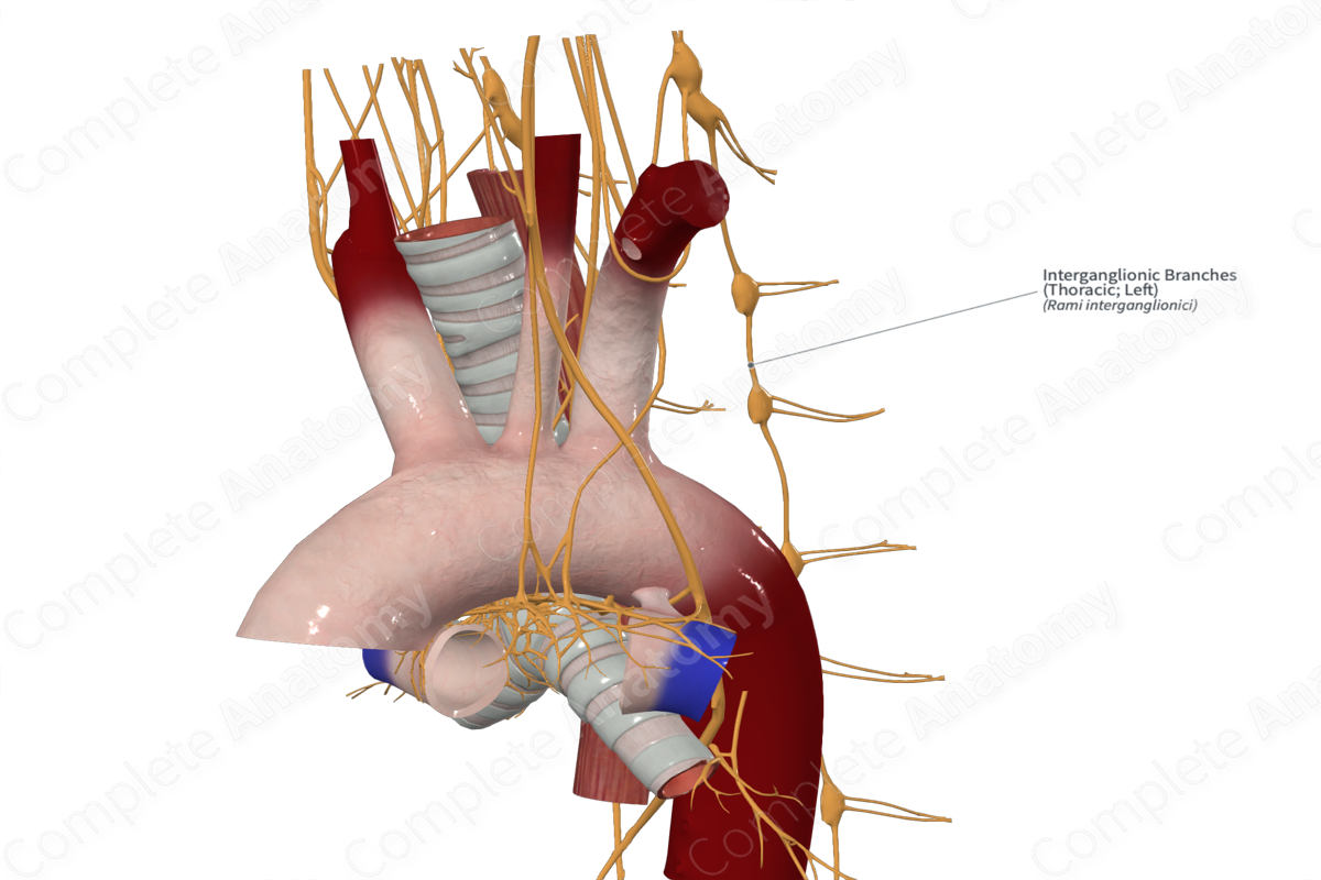 Interganglionic Branches (Thoracic; Left)