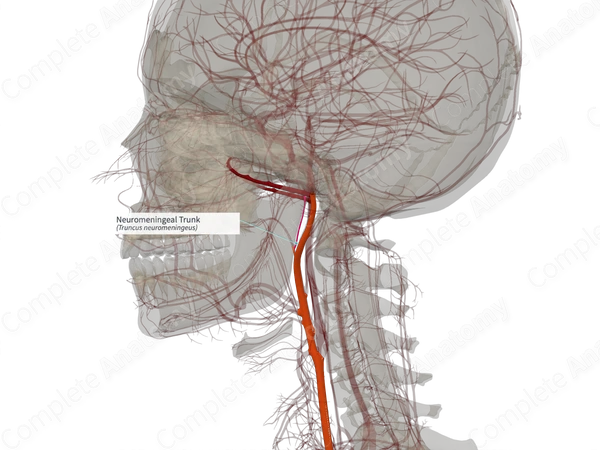 Neuromeningeal Trunk (Right)