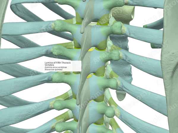 Lamina of Fifth Thoracic Vertebra (Right)